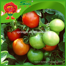 Invernaderos agrícolas para tomate tomate rojo sol
